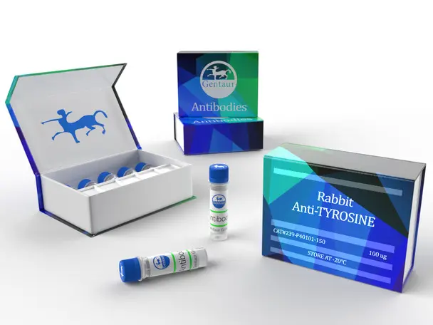  Rabbit Anti-Tyrosine Hydroxylase Antibody - 150 µL